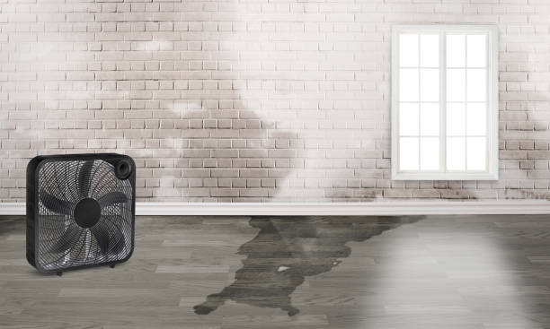 Best Water damage cleanup near me  in Salamatof, AK